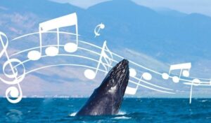 Araştırmacılar balinaların nasıl şarkı söylediğini çözdü