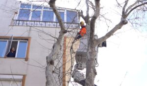 Bandırma Belediyesi ağaçların sağlığını koruyor