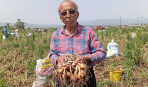 Satılamayan soğan için üç bin kişi tarlaya koştu