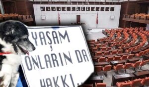 AK Parti’den sokak hayvanları yasasında geri adım