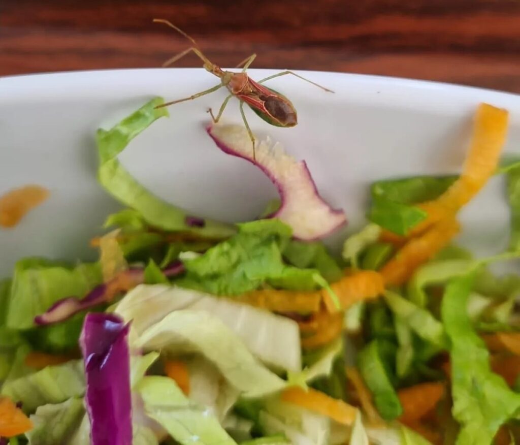 Hastane yemeğinde canlı böcek çıktı