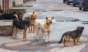 Hastalıklı köpeklerin Ankara’ya taşındığı iddiası