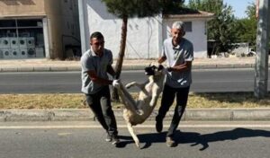 ‘Katliam Yasası’ sonrası köpekleri toplayan Silvan Belediyesi özür diledi