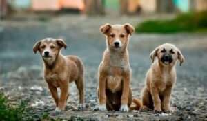 AK Parti sokak köpekleri teklifini Meclis’e sunuyor