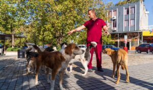 Sahipsiz köpeklerin sayımı başladı