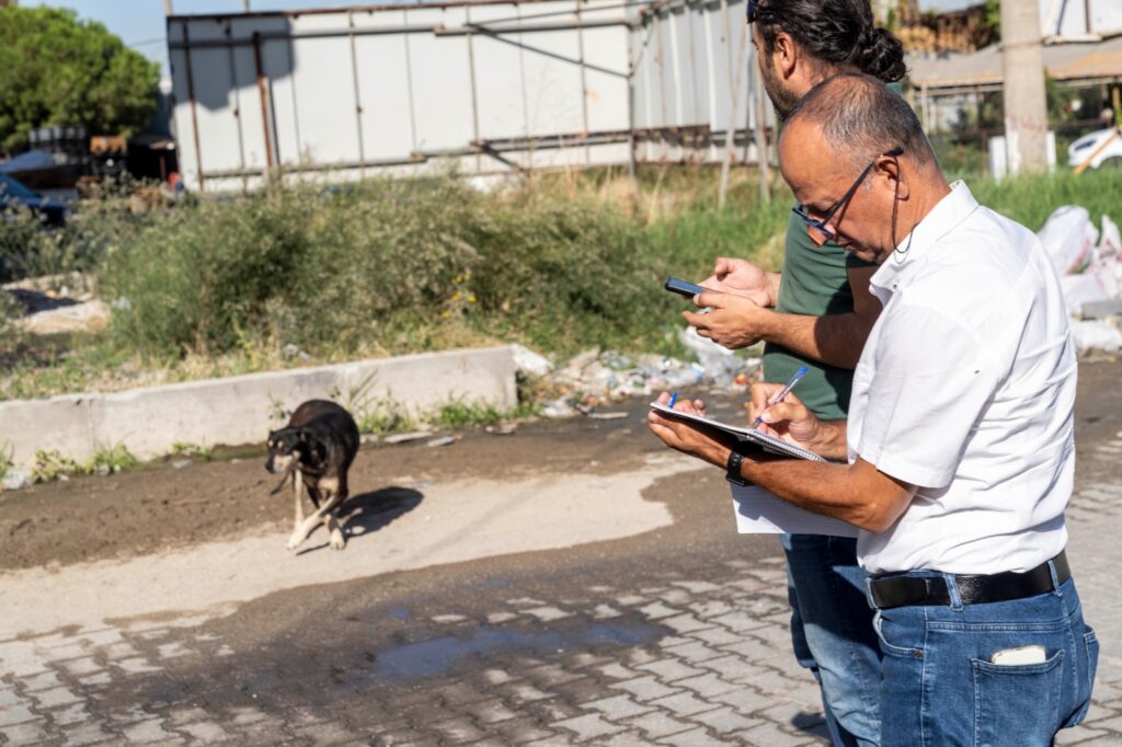 Sahipsiz köpeklerin sayımı başladı