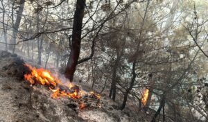 Muğla’yı orman yangınları esir aldı