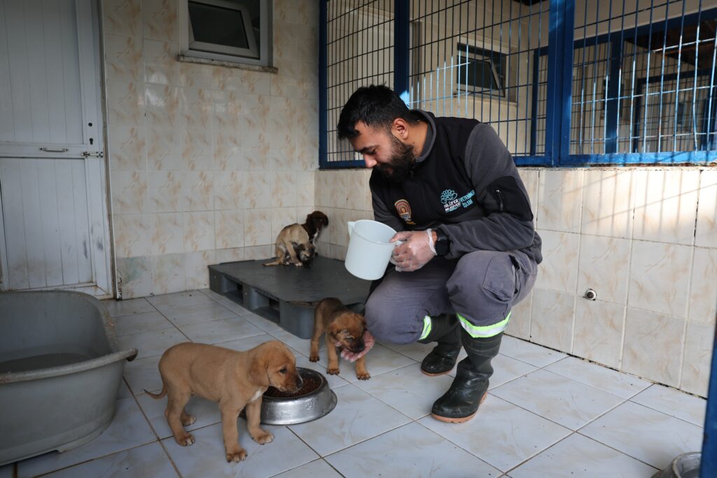 Nilüfer Belediyesi Veteriner  İşleri Müdürü Sanem Çetiner, Alaaddinbey Mahallesi'ndeki merkezde 350 köpek ve 150 kedinin bakıldığını belirtti.Vatandaşların, barınaktaki hayvanların sahiplenmesi için Alaaddinbey, Ek Hizmet Binası'na gelebileceğini ya da belediyenin internet sitesi üzerinden hayvanların fotoğraflarıyla görerek başvurabileceğini belirtti.Ayrıca yavru hayvanların 8 ay sonra kısırlaştırma ve aşı işlemlerinin ücretsiz yapılacağını söyledi.