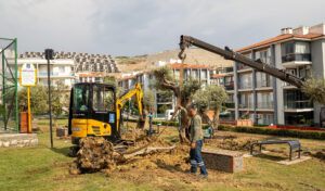Kuşadası’ında 1137 Ağaç Yer Değiştirdi